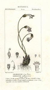 Jednokwiatowa broomrape, Orobanche uniflora autorstwa Stanghi Stanghi