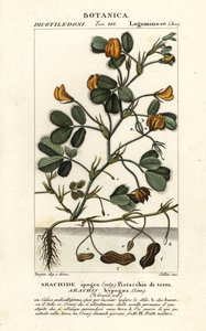 Orzeszki ziemne lub ziemne, Arachis hypogaea autorstwa Stanghi Stanghi