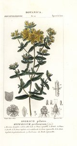 Dziurawiec dziurawy, Hypericum perforatum