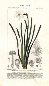 Żonkil poety, Narcissus poeticus autorstwa Stanghi Stanghi