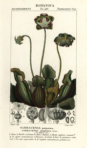 Purpurowa roślina dzban, Sarracenia purpurea