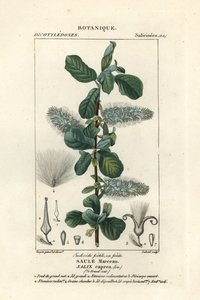 Wierzba, Salix caprea autorstwa Stanghi Stanghi