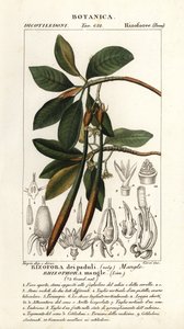 Czerwony namorzyn, magiel Rhizophora autorstwa Stanghi Stanghi