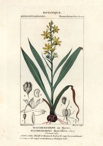 Czerwony korzeń, Wachendorfia thyrsiflora autorstwa Stanghi Stanghi