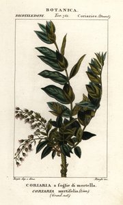Redoul drzewo , Coriaria myrtifolia autorstwa Stanghi Stanghi