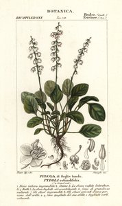 Zimozielony okrągłolistny, Pyrola rotundifolia autorstwa Stanghi Stanghi