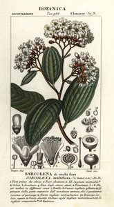 Sarcolaena multiflora autorstwa Stanghi Stanghi