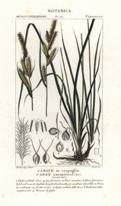 Trawa turzycowa, Carex caespitosa autorstwa Stanghi Stanghi