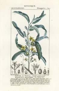 Srebrzysta jagoda lub oleaster, Elaeagnus angustifolia