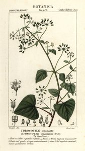 Spananthe paniculata Hydrocotyle spananthe, Idrocotile spanante autorstwa Stanghi Stanghi