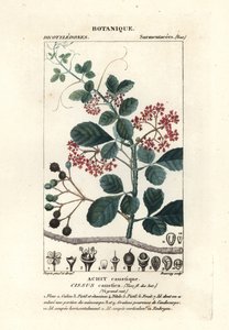 Kozioł łyżkowy , Cissus obovata autorstwa Stanghi Stanghi