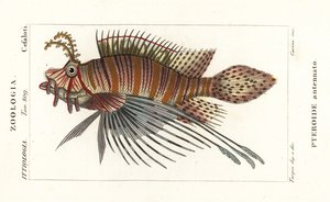Spotfin lionfish , Pterois antennata