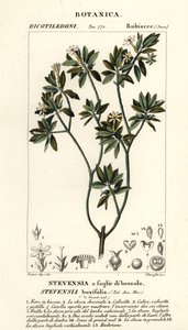 Stevensia buxifolia autorstwa Stanghi Stanghi