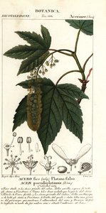 Klon jawor lub klon planetree, Acer pseudoplatanus autorstwa Stanghi Stanghi