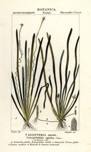 Trawa taśmowa lub trawa węgorzowa, Vallisneria spiralis