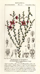 Tetratheca glandulosa autorstwa Stanghi Stanghi