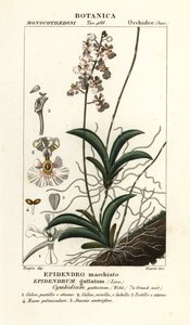 Storczyk Tolumnia guttata autorstwa Stanghi Stanghi