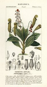 Tropikalna roślina dzbanowa, destylator Nepenthes autorstwa Stanghi Stanghi