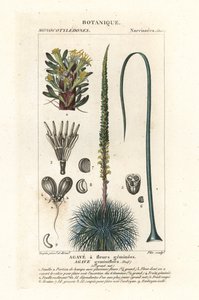 Agawa o bliźniaczych kwiatach, Agawa geminiflora