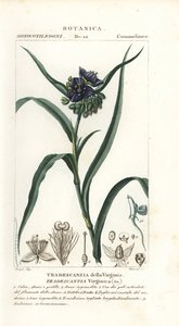 Wirginia wirginijska, Tradescantia virginiana