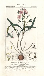 Virginia springbeauty, Claytonia virginica autorstwa Stanghi Stanghi
