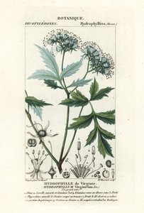 Liść wodny Virginia , Hydrophyllum virginianum autorstwa Stanghi Stanghi