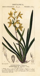 Umierająca orchidea Cymbidium sinense