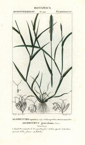 Wyczyniec wodny , Alopecurus geniculatus autorstwa Stanghi Stanghi
