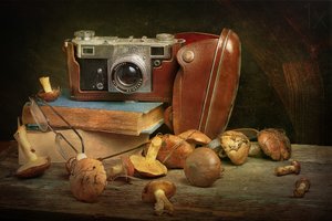 Zabytkowy aparat fotograficzny i grzyby
