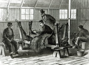 Odbieranie wirusa od cielęcia, ilustracja z "Harper