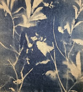 Niebieskie botaniczne cienie