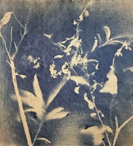 Niebieska sylwetka botaniczna autorstwa Stefano Mazzolini