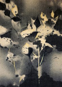 Ciemne formy botaniczne autorstwa Stefano Mazzolini