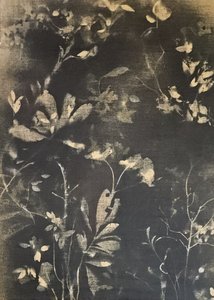 Ciemne studium botaniczne autorstwa Stefano Mazzolini