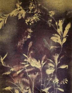 Ciemne studium botaniczne autorstwa Stefano Mazzolini