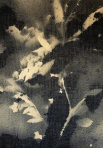 Eteryczne botaniczne sylwetki autorstwa Stefano Mazzolini