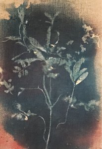 Wyblakły niebieski motyw botaniczny autorstwa Stefano Mazzolini