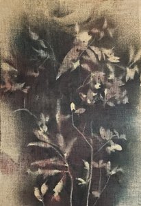 Wyblakłe formy botaniczne autorstwa Stefano Mazzolini