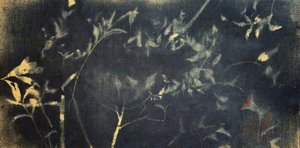 Indygowe studium botaniczne
