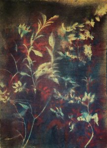 Nastrojowe botaniczne listowie autorstwa Stefano Mazzolini