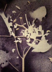 Fioletowa botaniczna sylwetka autorstwa Stefano Mazzolini