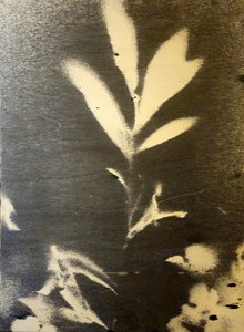 Wyrazista botaniczna sylwetka autorstwa Stefano Mazzolini