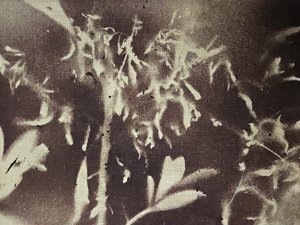 Botaniczne sylwetki vintage autorstwa Stefano Mazzolini