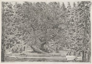 De bewoonde boom in de tuin van Villa Pratolino Villa Pratolino (tytuł serii) Vues de la villa de Pratolino (tytuł serii) autorstwa Stefano della Bella
