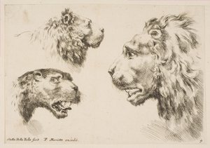 Głowy Trzech Lwów, ca. 1641. autorstwa Stefano della Bella