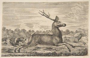 Ogary goniące jelenia i łanię, ca. 1654. autorstwa Stefano della Bella