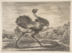 Polowanie na strusia, z Polowania na zwierzęta Polowania na różne zwierzęta, ca. 1654. autorstwa Stefano della Bella
