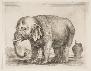 Płyta 10: słoń, z różnych zwierząt Diversi animali, ca. 1641. autorstwa Stefano della Bella
