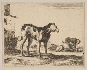 Tabliczka 11: psy, z różnych zwierząt Diversi animali, ca. 1641. autorstwa Stefano della Bella