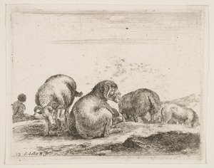Tabliczka 12: owca i baran na pastwisku, z różnych zwierząt Diversi animali, ca. 1641. autorstwa Stefano della Bella